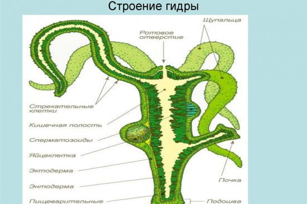 Кракен мп